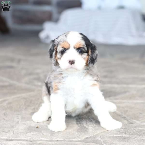Chloe, Cavapoo Puppy